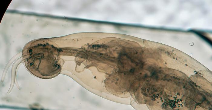 Un vierme cu doar 300 de neuroni calculează riscurile înainte de a ataca