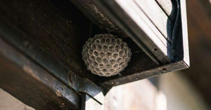 Unde se ascunde de fapt regina viespii asiatice la începutul primăverii?