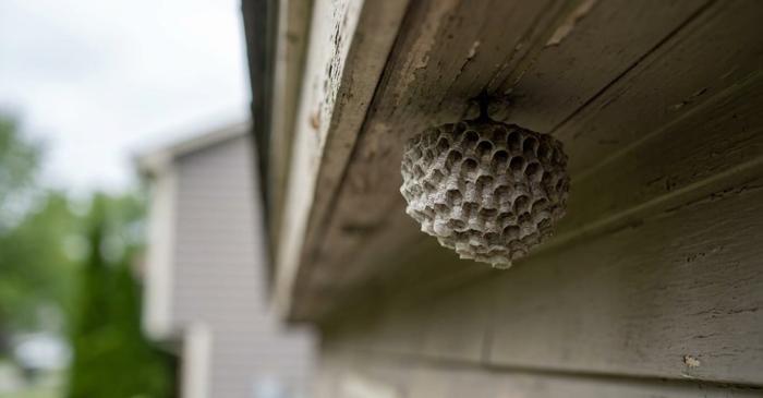 Viespea asiatică se ascunde la vedere, dar o comună franceză a găsit metoda de a o opri
