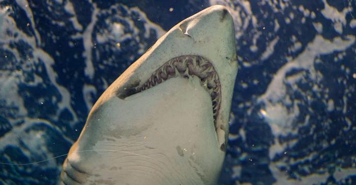 Adevărata formă a megalodonului se dezvăluie după analiza vertebrelor.