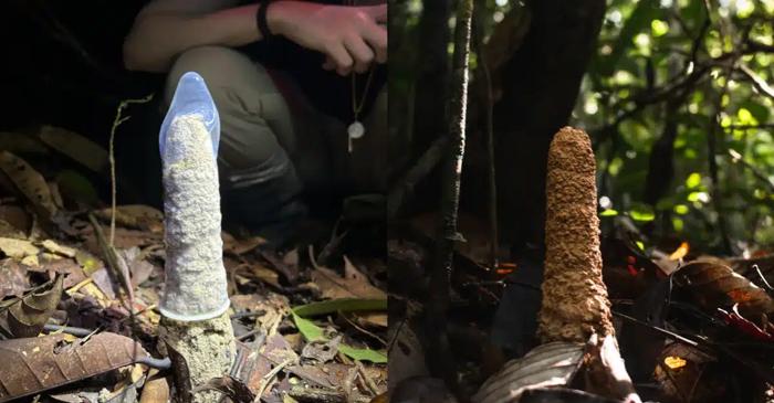 Biologii au folosit prezervative pentru a dezlega misterul cicadelor din Amazon
