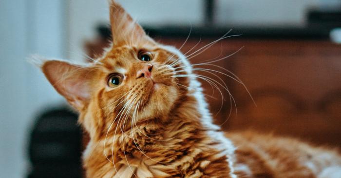Doar 18 săptămâni de dietă fără limite au transformat radical digestia acestor feline