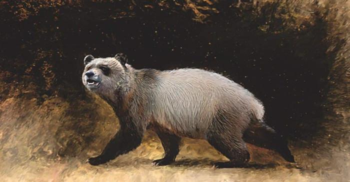 Fosila unui strămoș al panda gigant dezvăluie o dietă neașteptată
