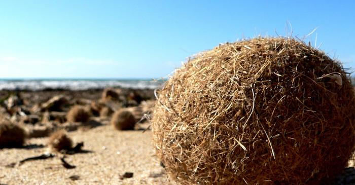 O plantă acvatică din Mediterana captează 900 de milioane de fragmente de plastic pe an