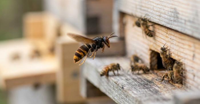 Peste 75% din culturile alimentare riscă să rămână fără polenizatori naturali