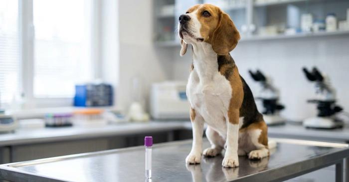 Trei beagles au detectat cancerul pulmonar mai bine decât scanerele