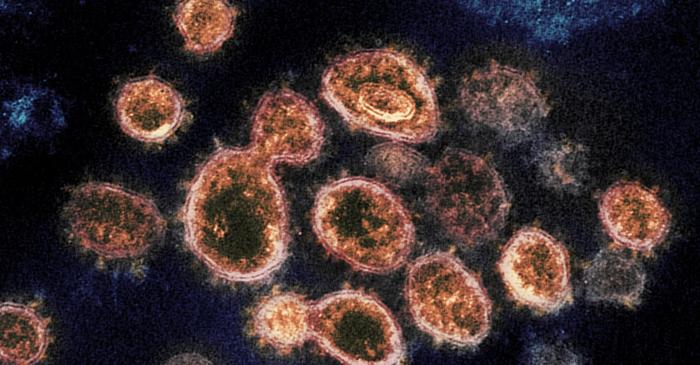 Un coronavirus descoperit la liliecii africani ar putea infecta oamenii