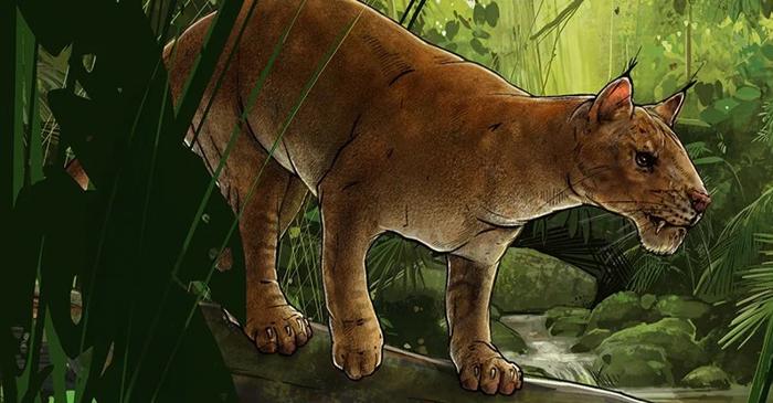 Un maxilar uitat în muzeu dezvăluie o nouă specie de carnivor cu dinți de sabie