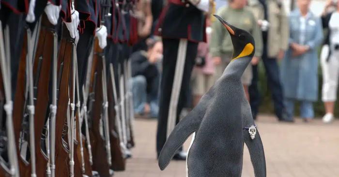 Un pinguin regal este al treilea cel mai înalt ofițer din armata norvegiană