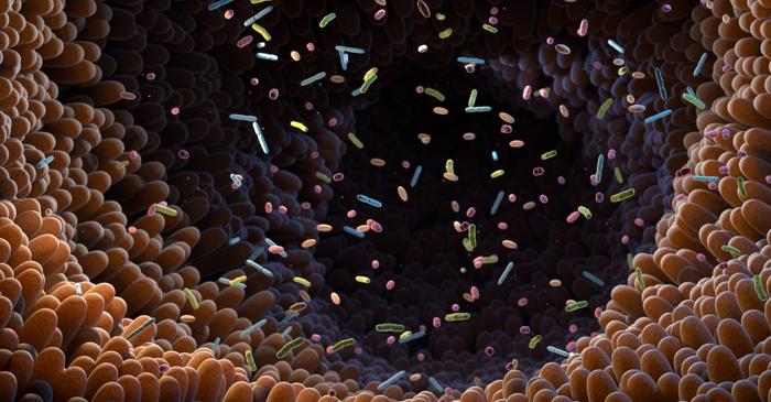 Un transplant de bacterii de la șoareci tineri a întinerit intestinele celor bătrâni