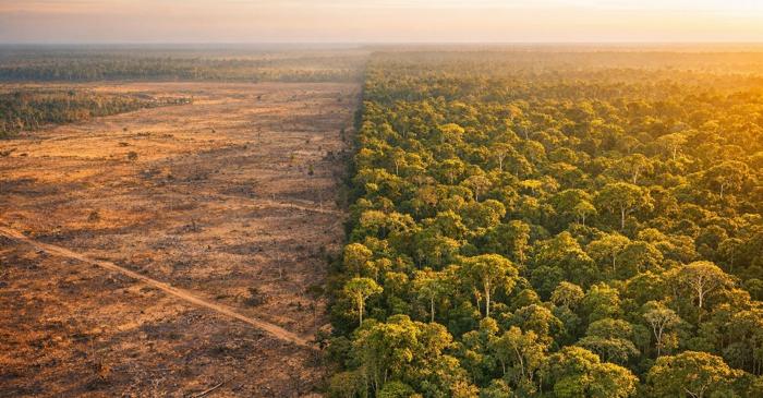 Estul pădurii amazoniene emite acum mai mult dioxid de carbon decât poate absorbi