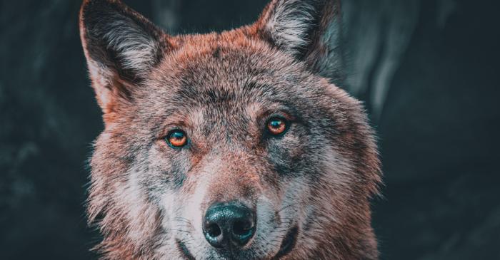 8.000 de ani: intervalul suficient pentru ca natura să rescrie istoria unui animal
